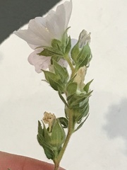 Sidalcea hickmanii napensis