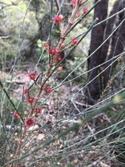 Allocasuarina distyla