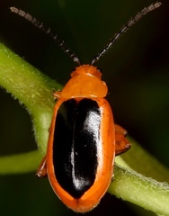 Disonycha discoidea