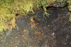 Ectemnius cephalotes
