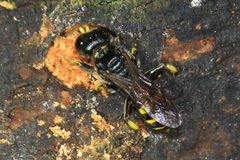 Ectemnius cephalotes