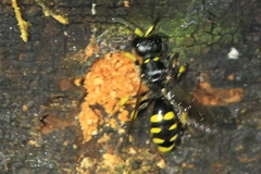 Ectemnius cephalotes