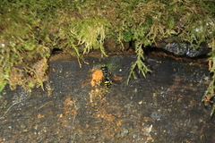 Ectemnius cephalotes