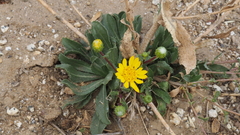 Grindelia hallii