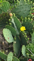 Opuntia tunoidea