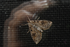 Palpita aenescentalis