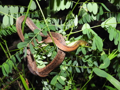 Rhabdophis subminiatus