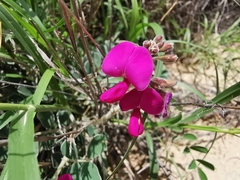 Tephrosia lindheimeri
