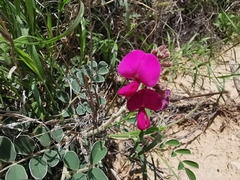 Tephrosia lindheimeri