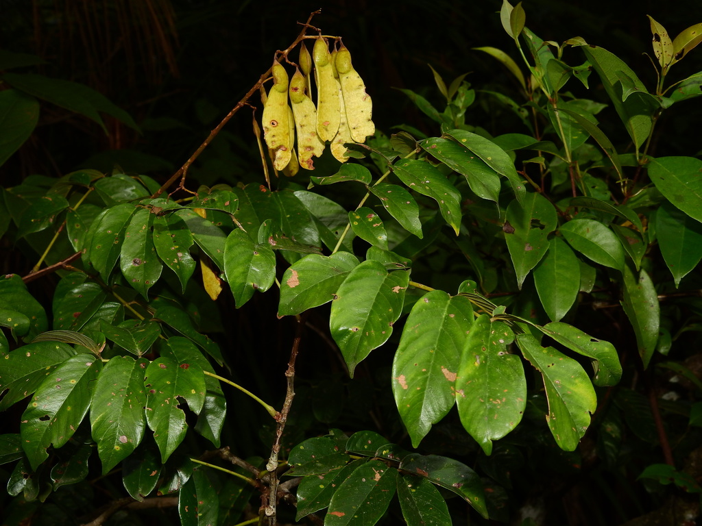 Machaerium floribundum