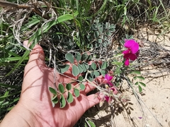Tephrosia lindheimeri