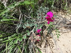 Tephrosia lindheimeri