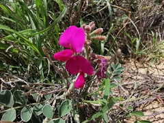 Tephrosia lindheimeri