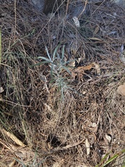 Senecio quadridentatus