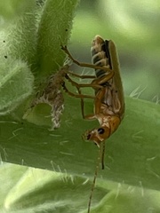 Lycocerus vitellinus