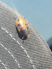 Scarabaeidae