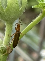 Lycocerus vitellinus