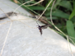 Psichotoe duvaucelii