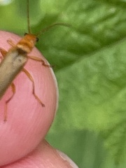 Lycocerus vitellinus