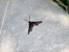 Psichotoe duvaucelii