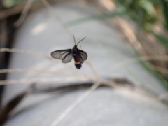 Psichotoe duvaucelii