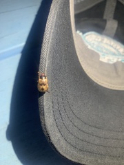 Scarabaeidae