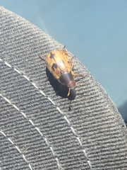 Scarabaeidae