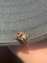 Scarabaeidae