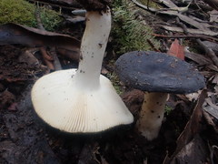 Russula iterika
