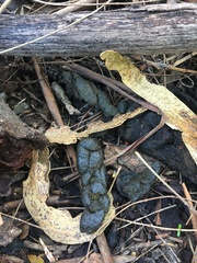 Thylogale billardierii