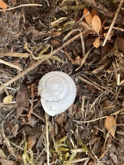 Allogona ptychophora