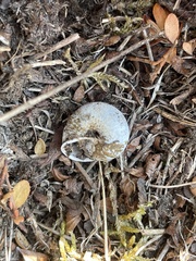 Allogona ptychophora