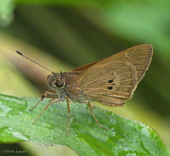 Cymaenes tripunctata