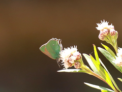 Callophrys dumetorum perplexa