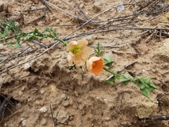 Sphaeralcea pedatifida