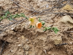 Sphaeralcea pedatifida