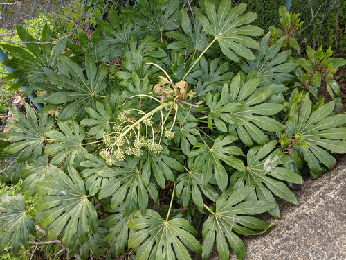 Fatsia japonica
