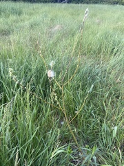Salix humilis