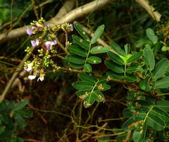 Machaerium lunatum
