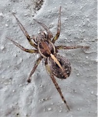 Artoriopsis