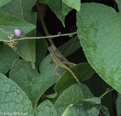 Anolis roquet salinei