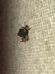 Cryptorhynchus fuscatus