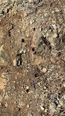 Streptanthus glandulosus niger