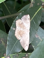 Peratostega deletaria