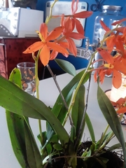 Prosthechea vitellina