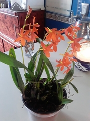 Prosthechea vitellina