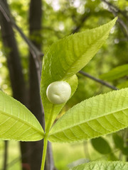 Phylloxera caryaecaulis