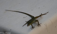 Anolis roquet salinei