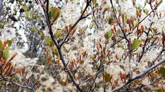 Cercocarpus betuloides betuloides