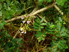 Machaerium lunatum